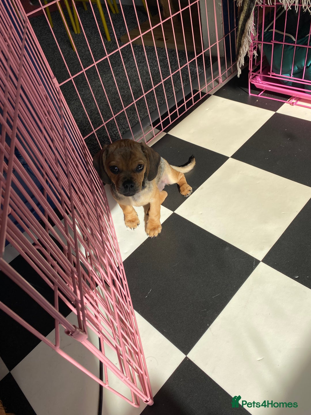 Mixed Breed dogs for sale: Pug/dachshund  - Image 5