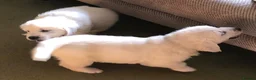 Golden Retriever dogs for sale: Lovely chunky cream puppies  - Advert 18