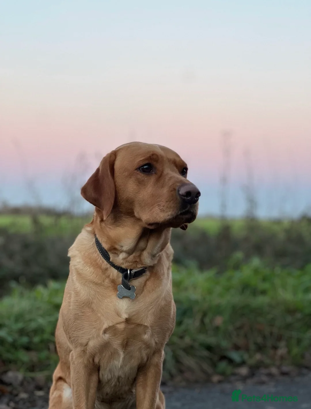 Labrador Retriever dogs for sale: Alan Jarvis Line Working Fox Red Labrador Puppies  - Advert 2