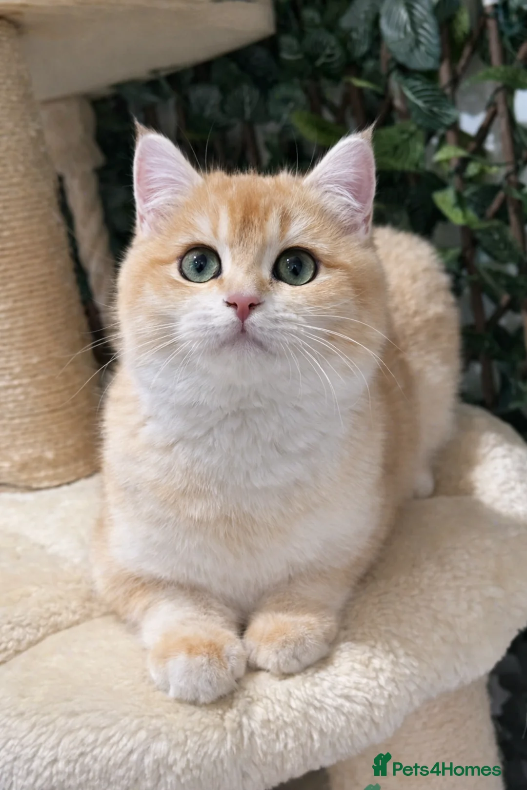 British Shorthair cats for sale: Golden British shorthair pedigree chocolate lilac - Advert 3