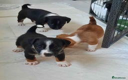Jack Russell dogs for sale: Mini jack russells  - Image 23