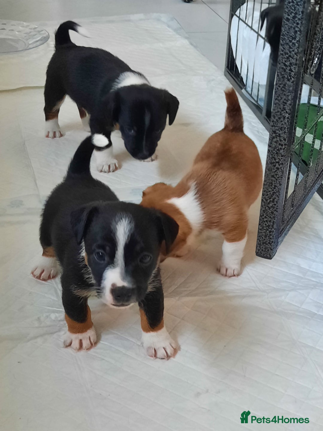 Jack Russell dogs for sale: Mini jack russells  - Image 23