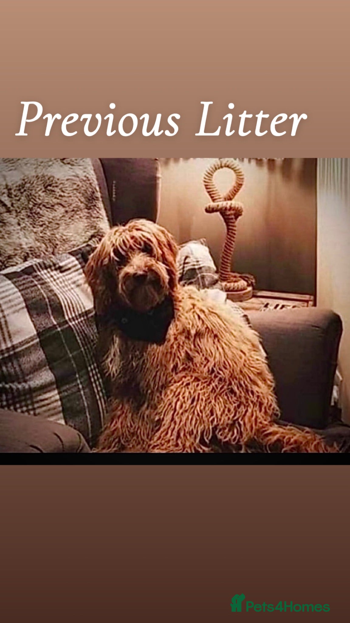 Mini Goldendoodle dogs F4B Miniature Goldendoodles - Advert 2