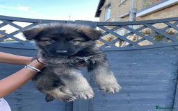 German Shepherd dogs for sale: Stunning German shepherd pups  - Image 3