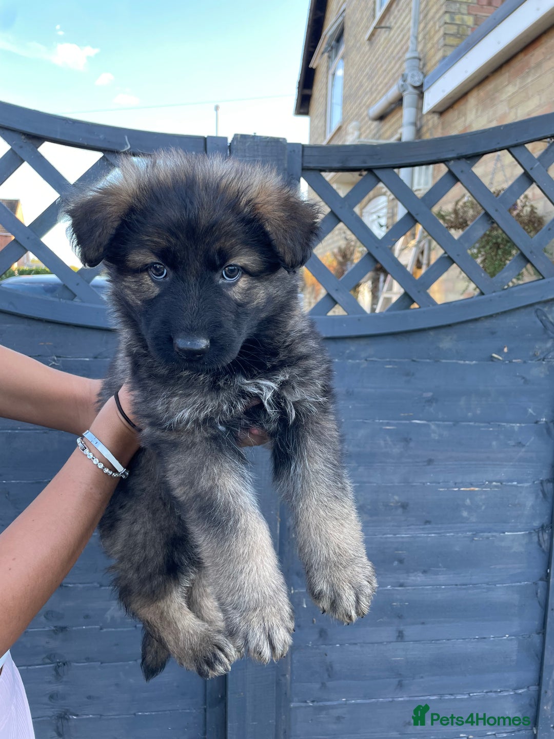 German Shepherd dogs for sale: Stunning German shepherd pups  - Image 3