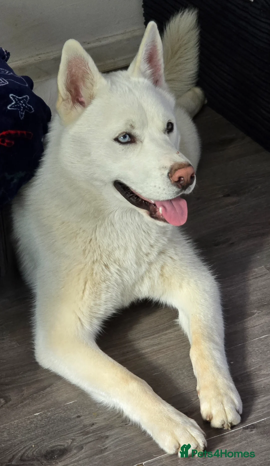 Siberian Husky dogs for sale: White siberian husky (Ghost) - Advert 2