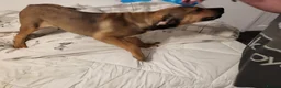 Bullmastiff dogs for sale: Enzo 12 week Bullmastiff Puppy Dog - Advert 2
