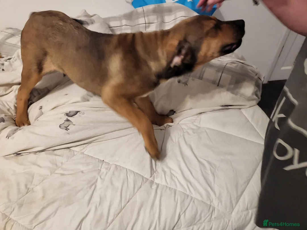Bullmastiff dogs for sale: Enzo 12 week Bullmastiff Puppy Dog - Advert 2