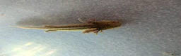 Axolotl reptiles for sale: Baby Axolotl  - Advert 4