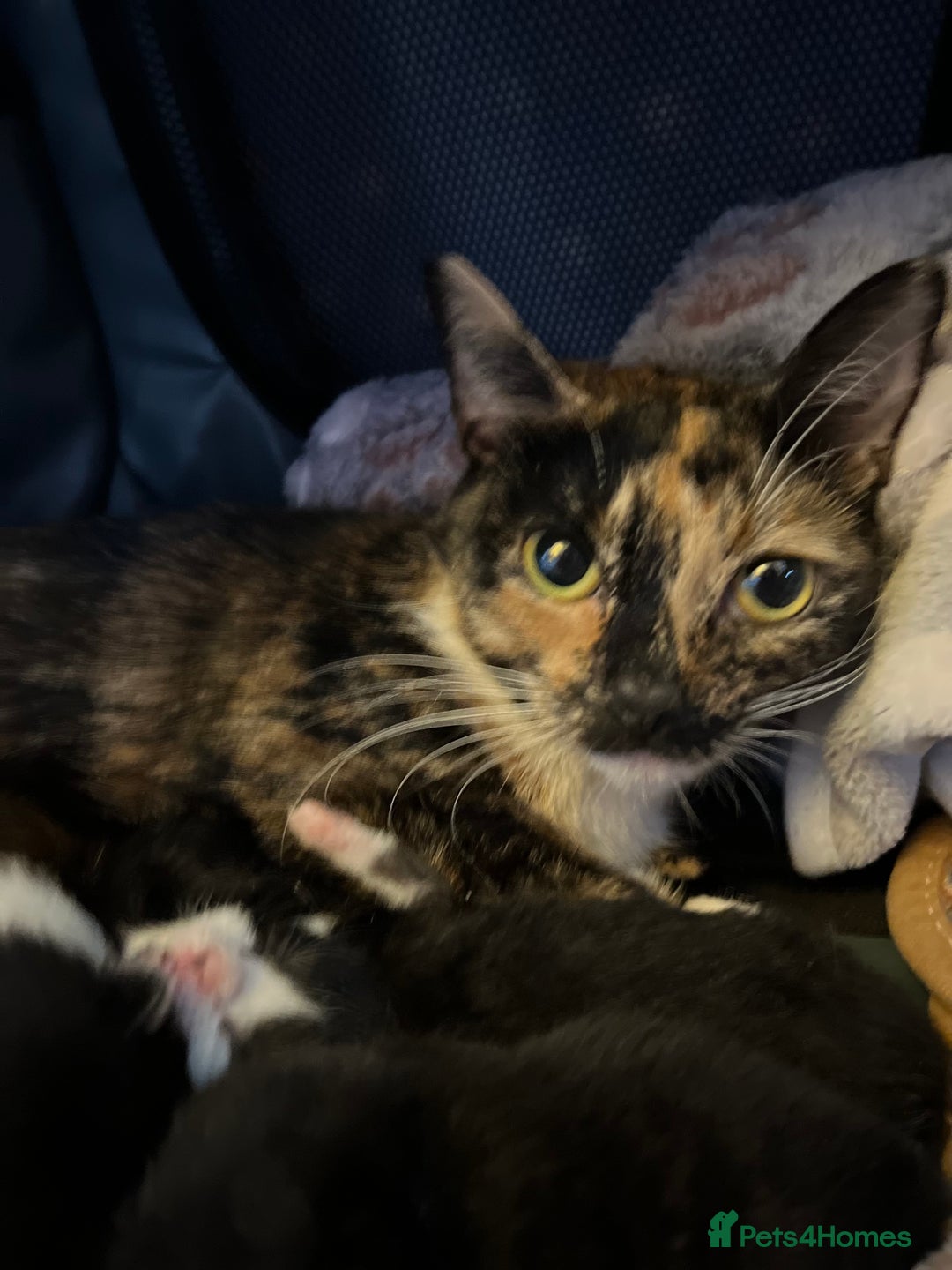 Mixed Breed cats for adoption: Rescue kittens looking for perfect homes - Advert 4