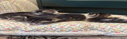 American Shorthair cats for sale: 4 Beautiful American Shorthair Kittens  - Advert 1
