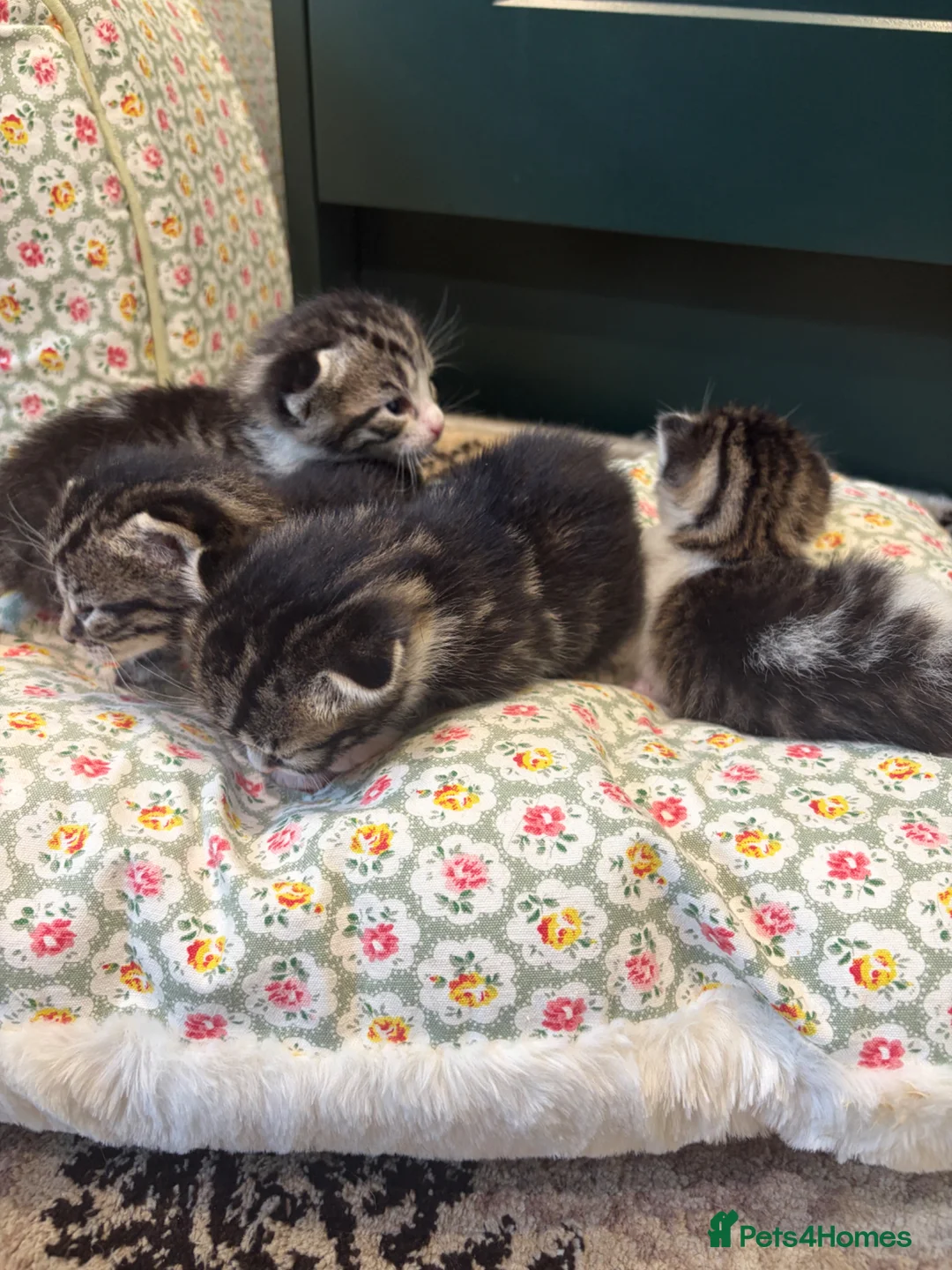 American Shorthair cats for sale: 4 Beautiful American Shorthair Kittens  - Advert 1