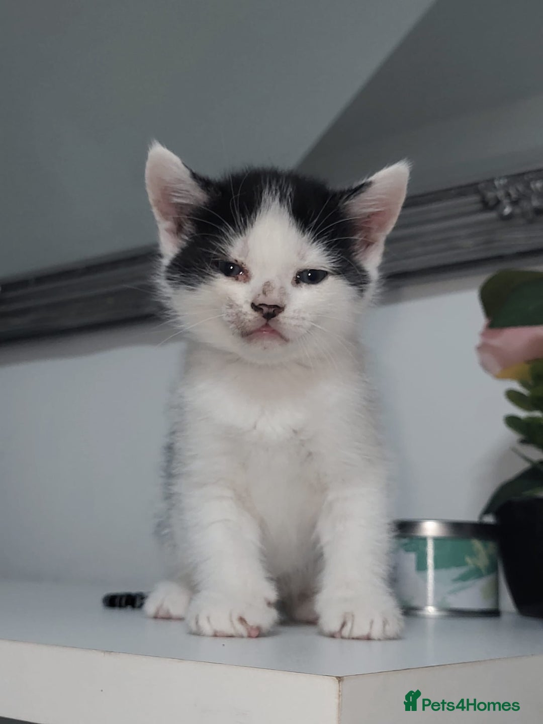 British Shorthair cats for sale: British Shorthair Kittens for sale  - Image 3