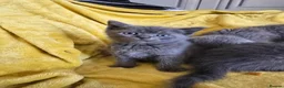 British Shorthair cats for sale: Gorgeous half British shorthair kittens  - Advert 27