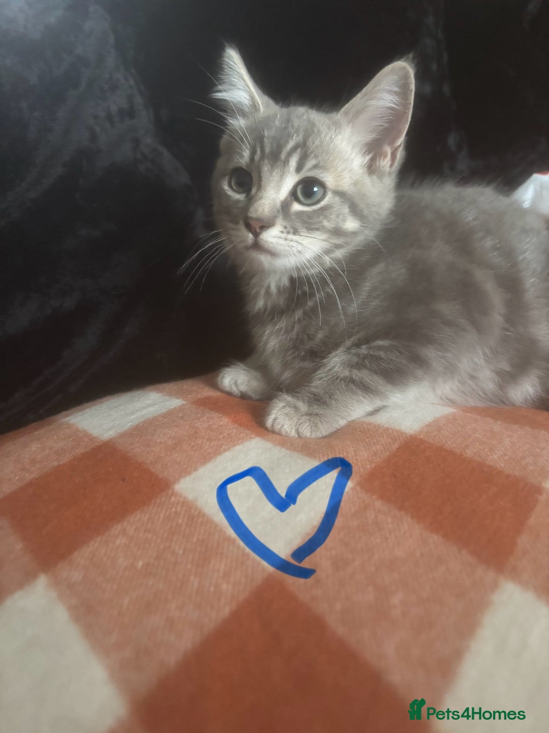 British Longhair cats for sale: British long hair x kittens ready to go - Image 11