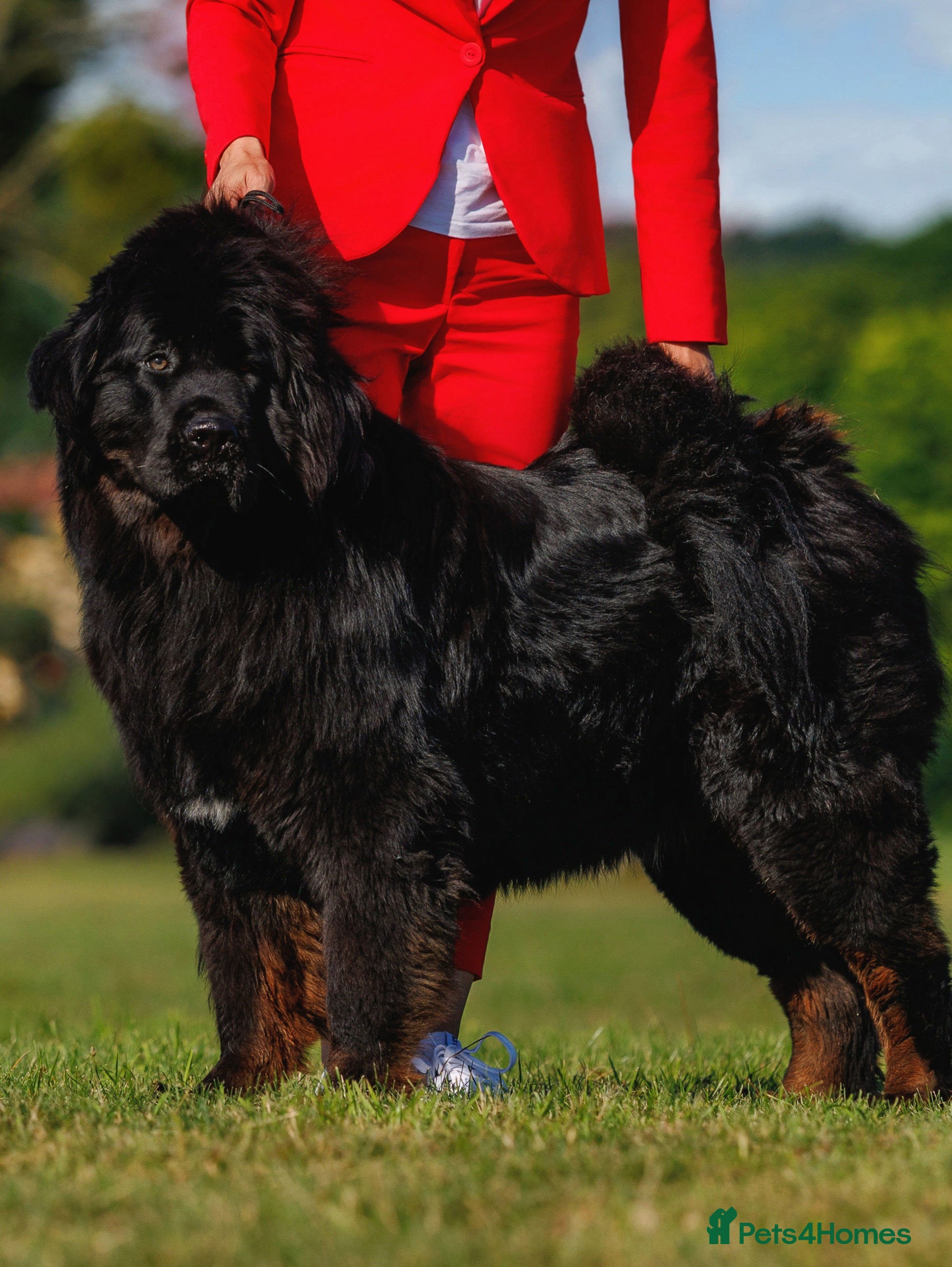 Tibetan Mastiff dogs Tibetan Mastiff - Advert 1