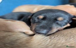 Dachshund dogs for sale: 8 week old Dachshunds  - Image 4
