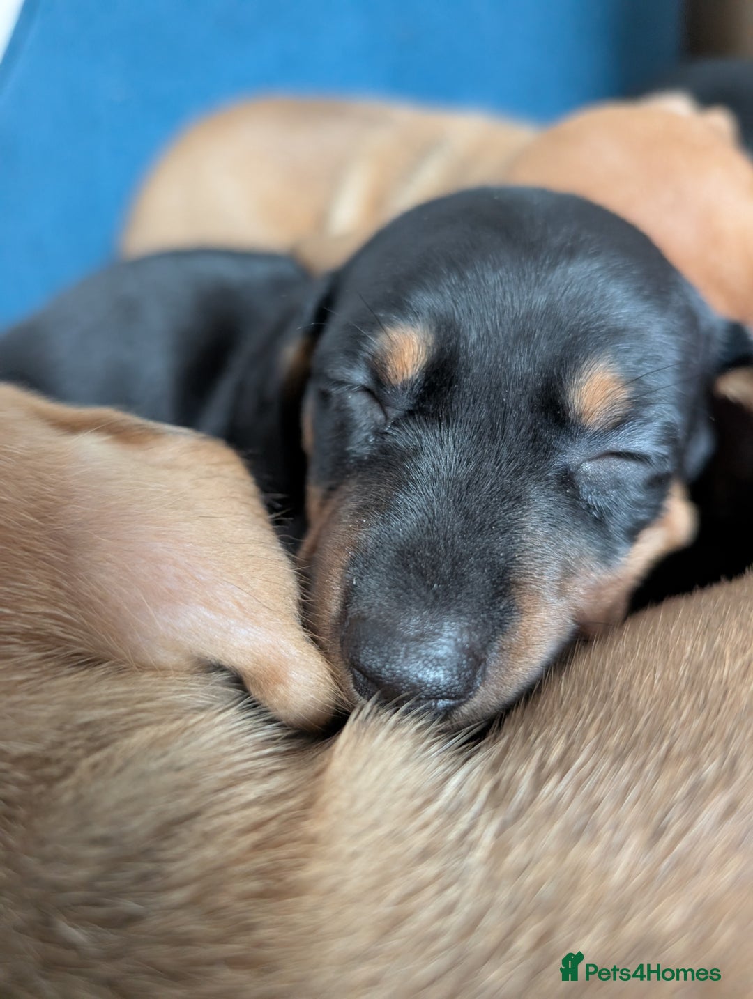Dachshund dogs for sale: 8 week old Dachshunds  - Image 4