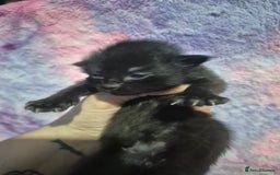 Mixed Breed cats for sale: Gorgeous kittens long and short haired - Image 32