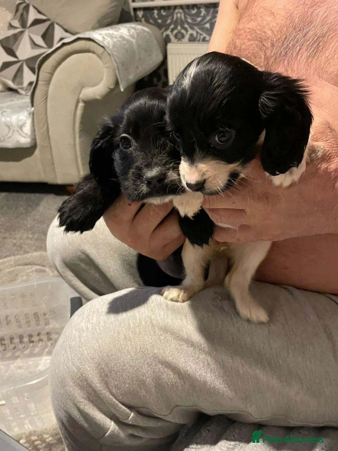 Cocker Spaniel dogs for sale: A beautiful litter of cocker spaniels  - Advert 8