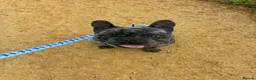 French Bulldog dogs for sale: Gizmo in Sutton Coldfield - Advert 3