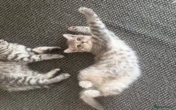 Scottish Fold cats for sale: scottish fold kittens  - Image 20