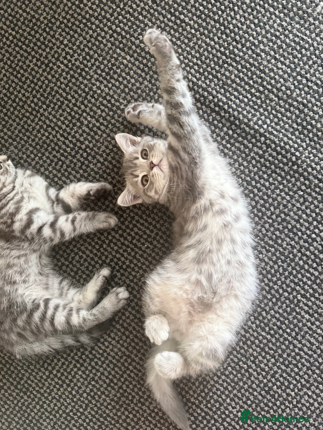 Scottish Fold cats for sale: scottish fold kittens  - Image 20