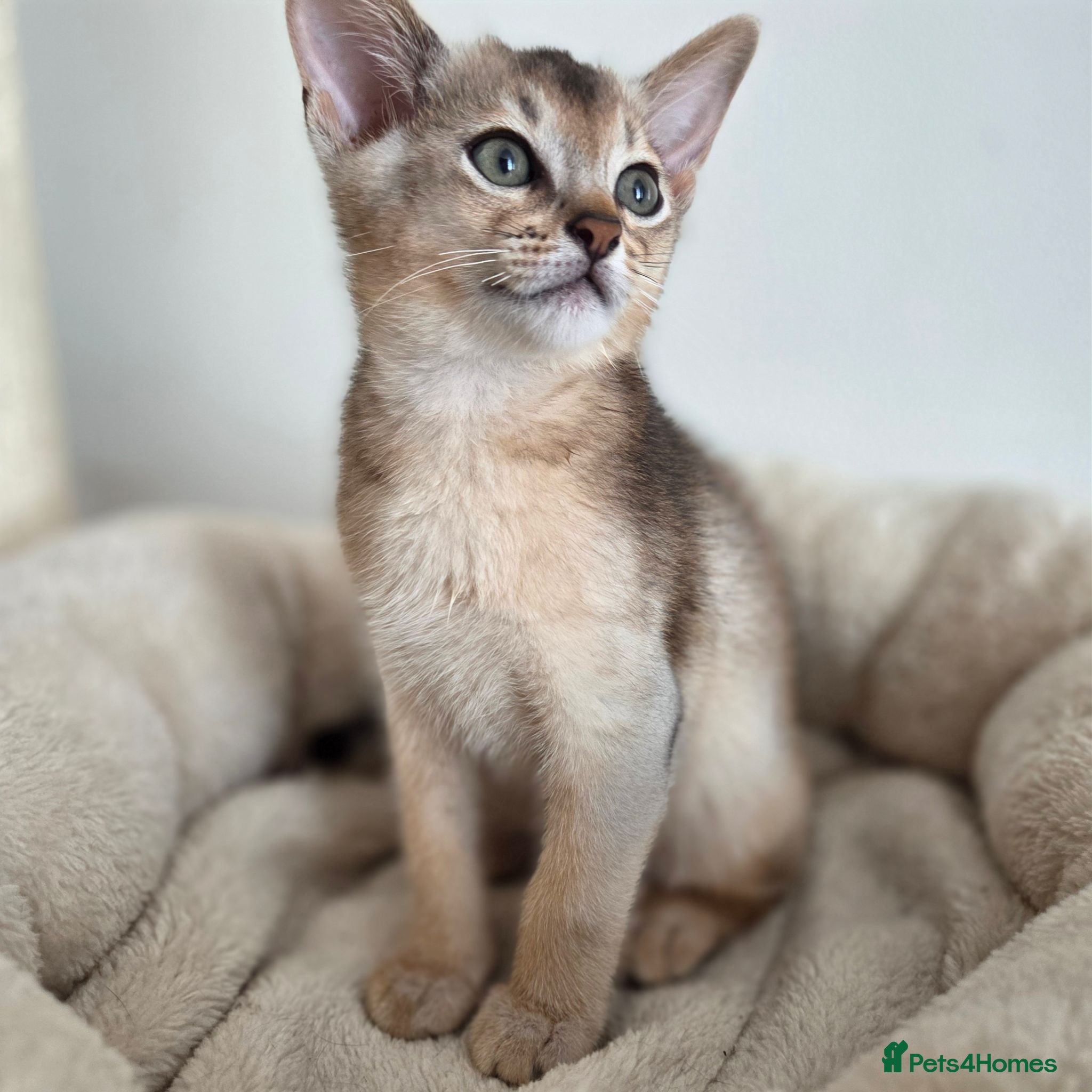 Abyssinian cats 🔥 TICA Registered Abyssinian Kittens - Advert 6
