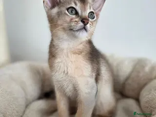 Abyssinian cats 🔥 TICA Registered Abyssinian Kittens - Advert 6