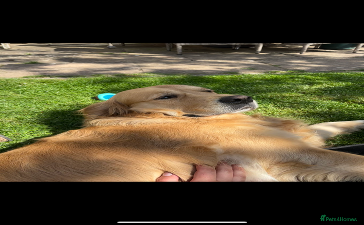 Golden Retriever dogs - Advert 1