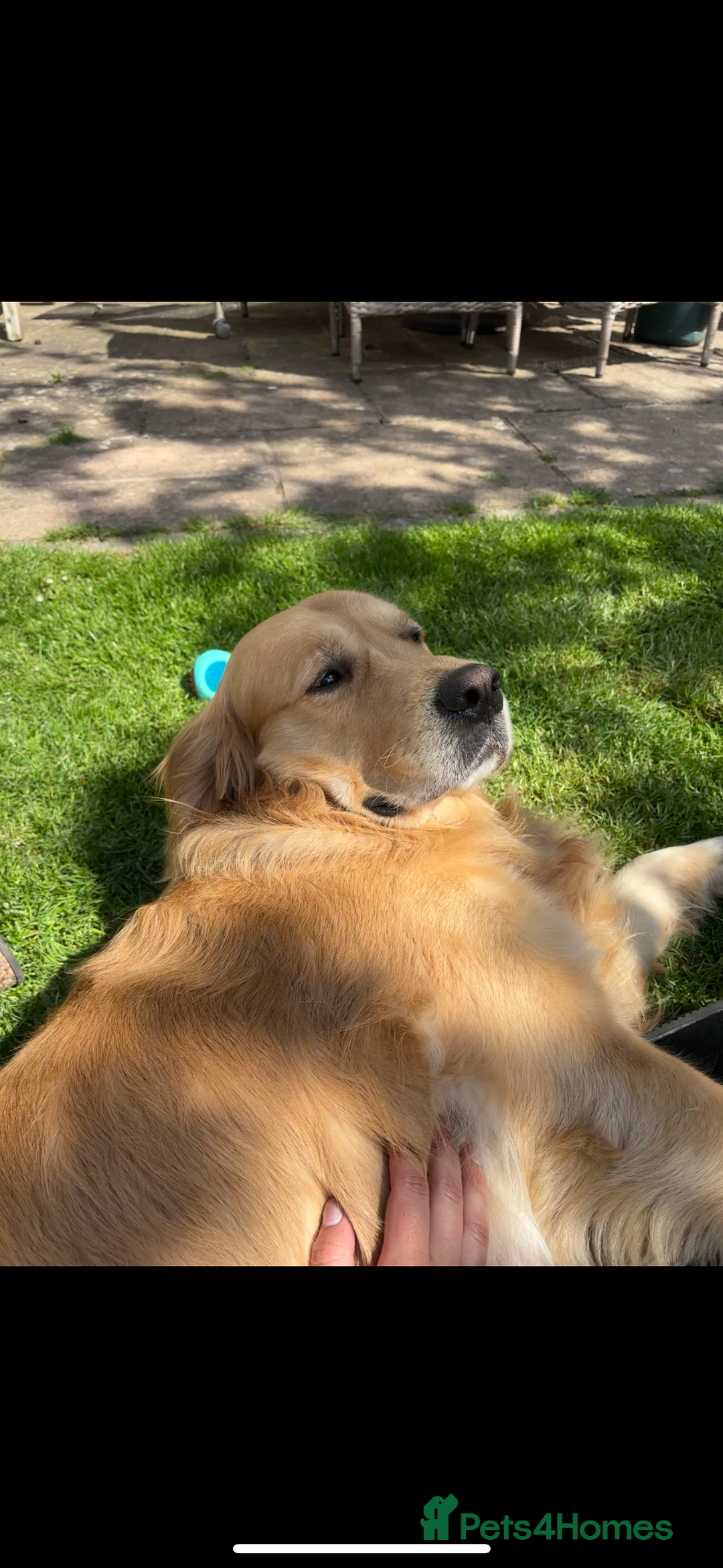 Golden Retriever dogs for stud: KC Registered Golden Retriever Stud - Advert 2