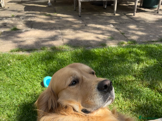 Golden Retriever dogs - Advert 1