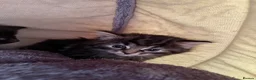 British Longhair cats for sale: 3 gorgeous kittens for sale  - Advert 3