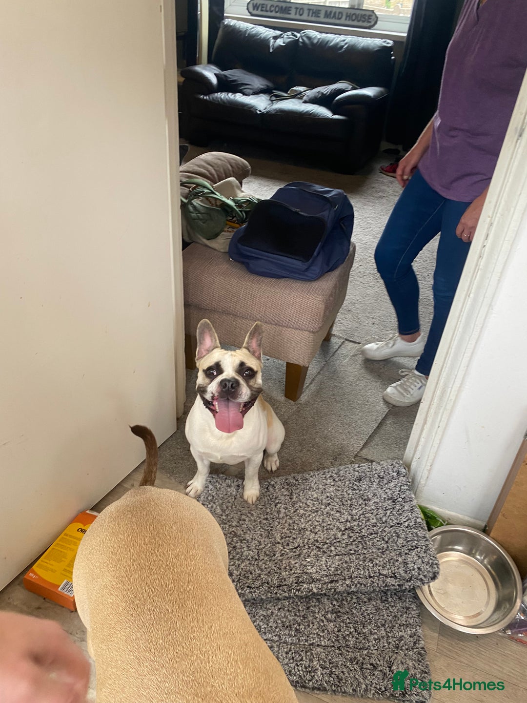 French Bulldog dogs for sale: Rehoming one year old French bulldog - Image 7