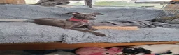 Italian Greyhound dogs for sale: Italian greyhound / whippet  - Advert 1