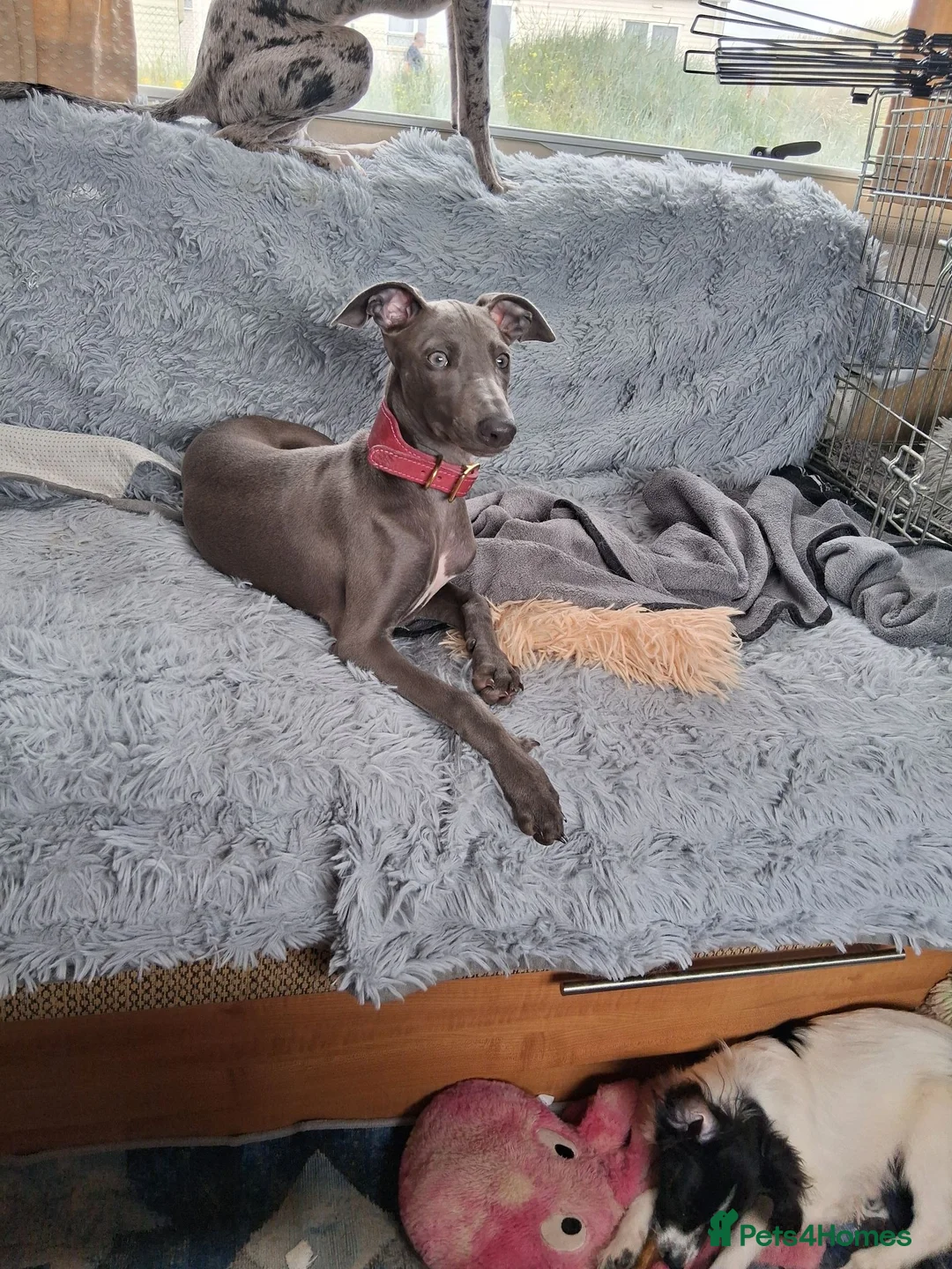 Italian Greyhound dogs for sale: Italian greyhound / whippet  - Advert 1