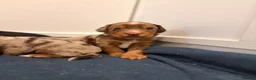 Mixed Breed dogs for sale: Beautiful Cocker X pups  - Advert 11