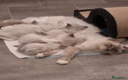 Ragdoll cats for sale: 2 female blue point ragdoll kittens  - Image 17