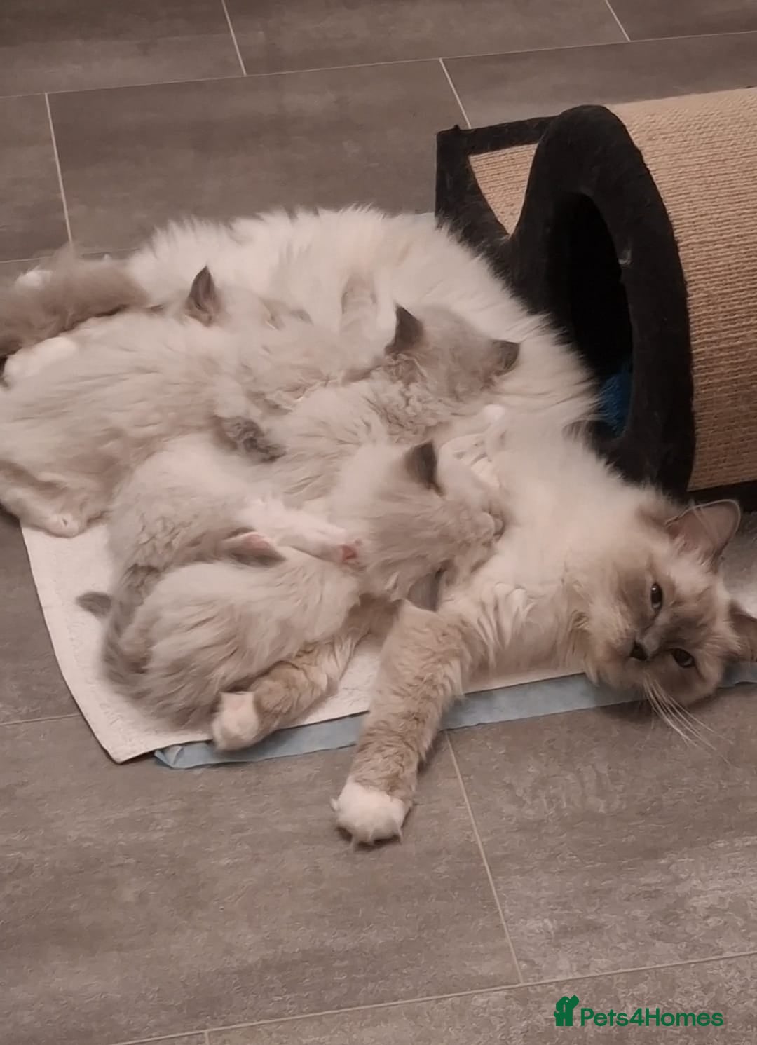 Ragdoll cats for sale: 2 female blue point ragdoll kittens  - Image 17