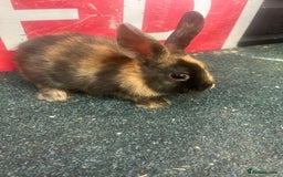 Mixed Breed rabbits for sale: 5 Lionhead and Dutch babies - Image 4