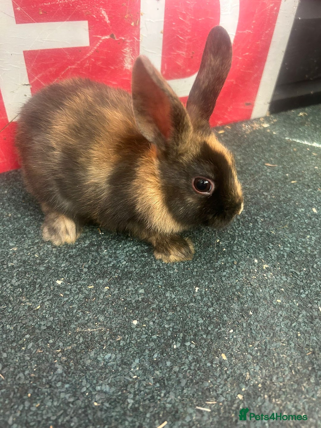 Mixed Breed rabbits for sale: 5 Lionhead and Dutch babies - Image 4