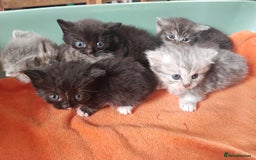 Munchkin cats for sale: Munchkin x Devon rex  - Image 8