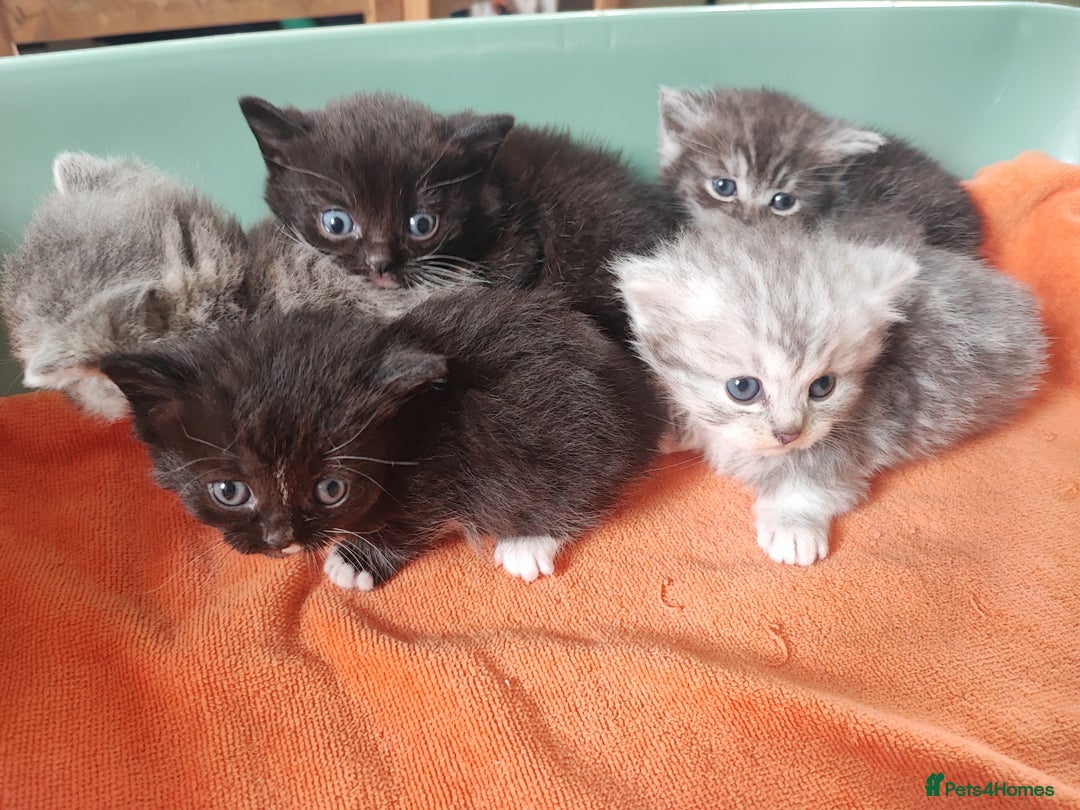 Munchkin cats for sale: Munchkin x Devon rex  - Image 8