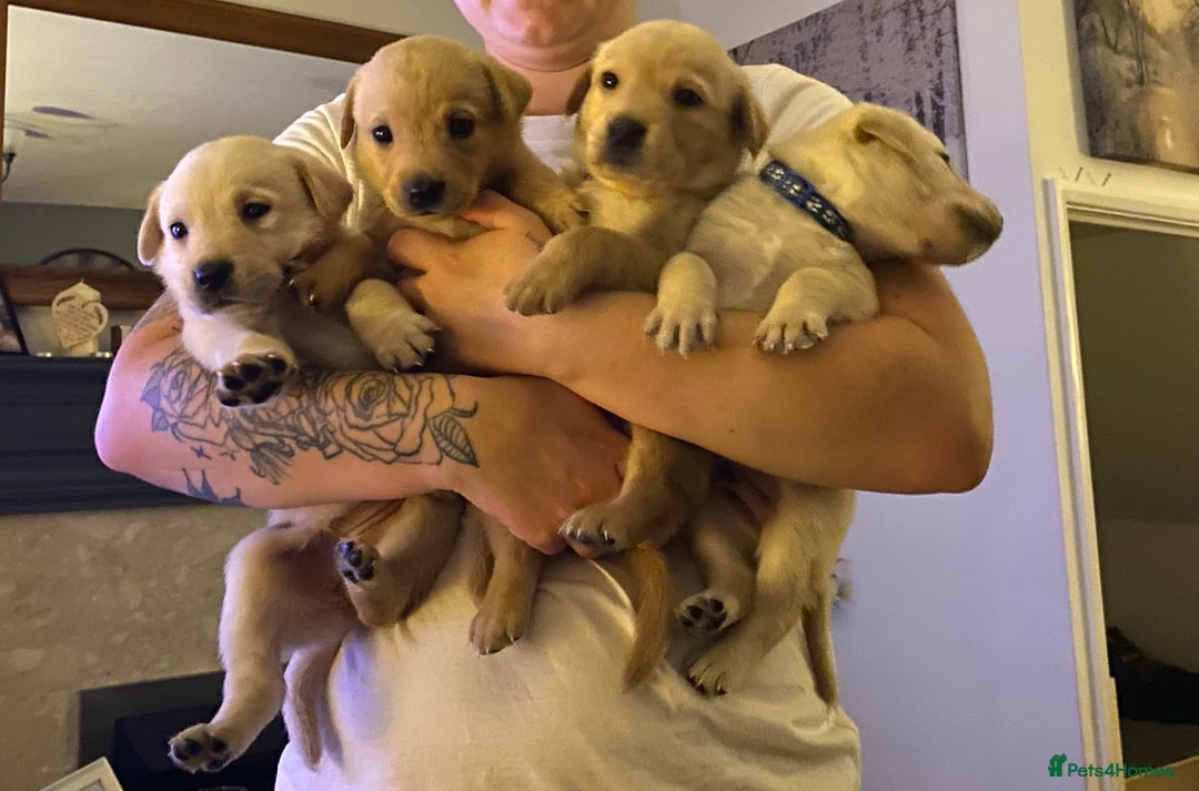 Labrador Retriever dogs for sale: Pedigree labradors  - Image 1