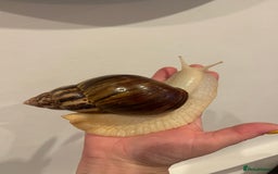 Snails invertebrates for sale: 11 Giant African Land Snails (Achantina Fulica) - Image 3