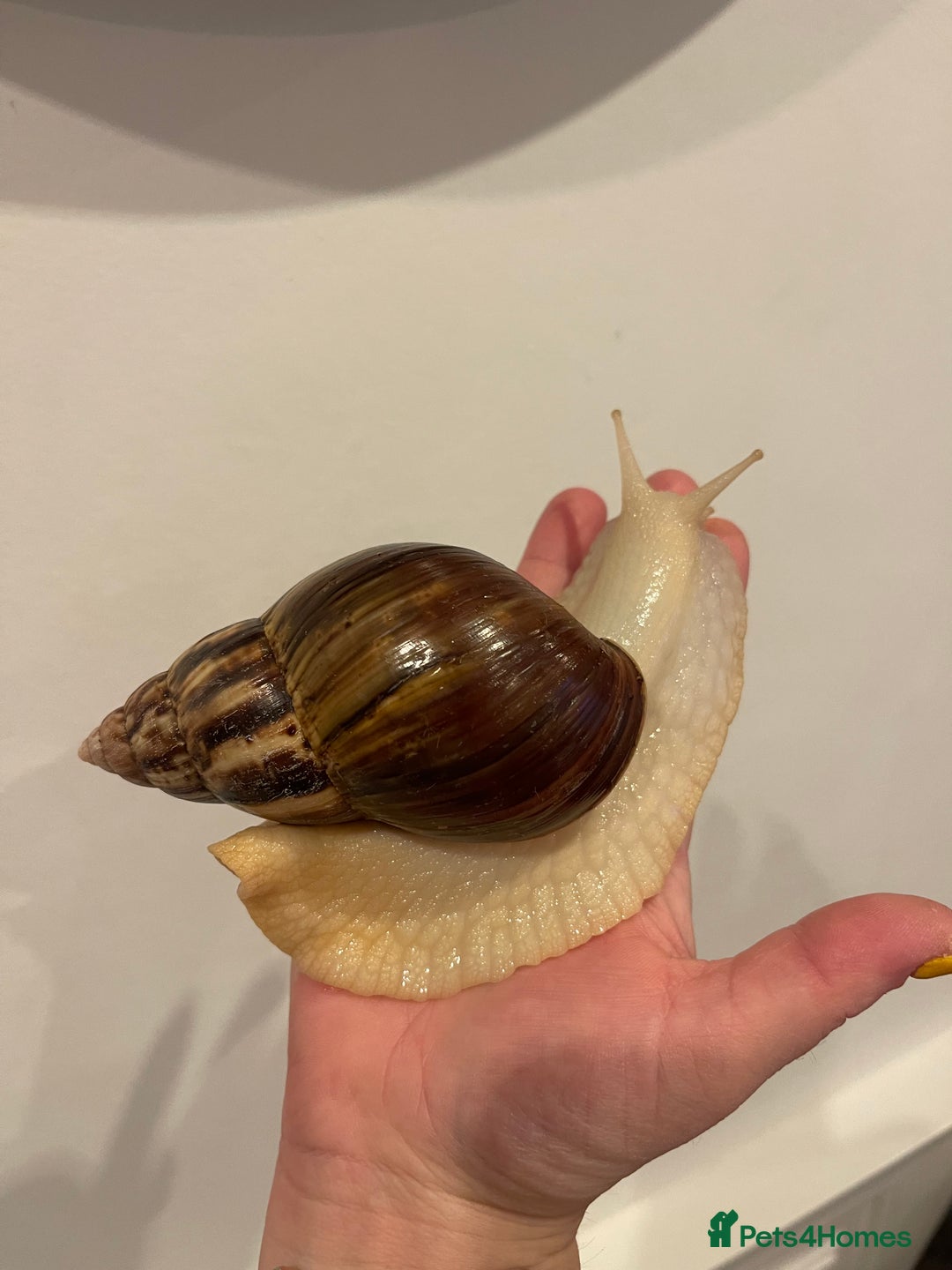 Snails invertebrates for sale: 11 Giant African Land Snails (Achantina Fulica) - Image 3
