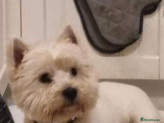 West Highland Terrier dogs Our 2 Kc reg boys west highland terrier for stud in Middlesbrough - Advert 1