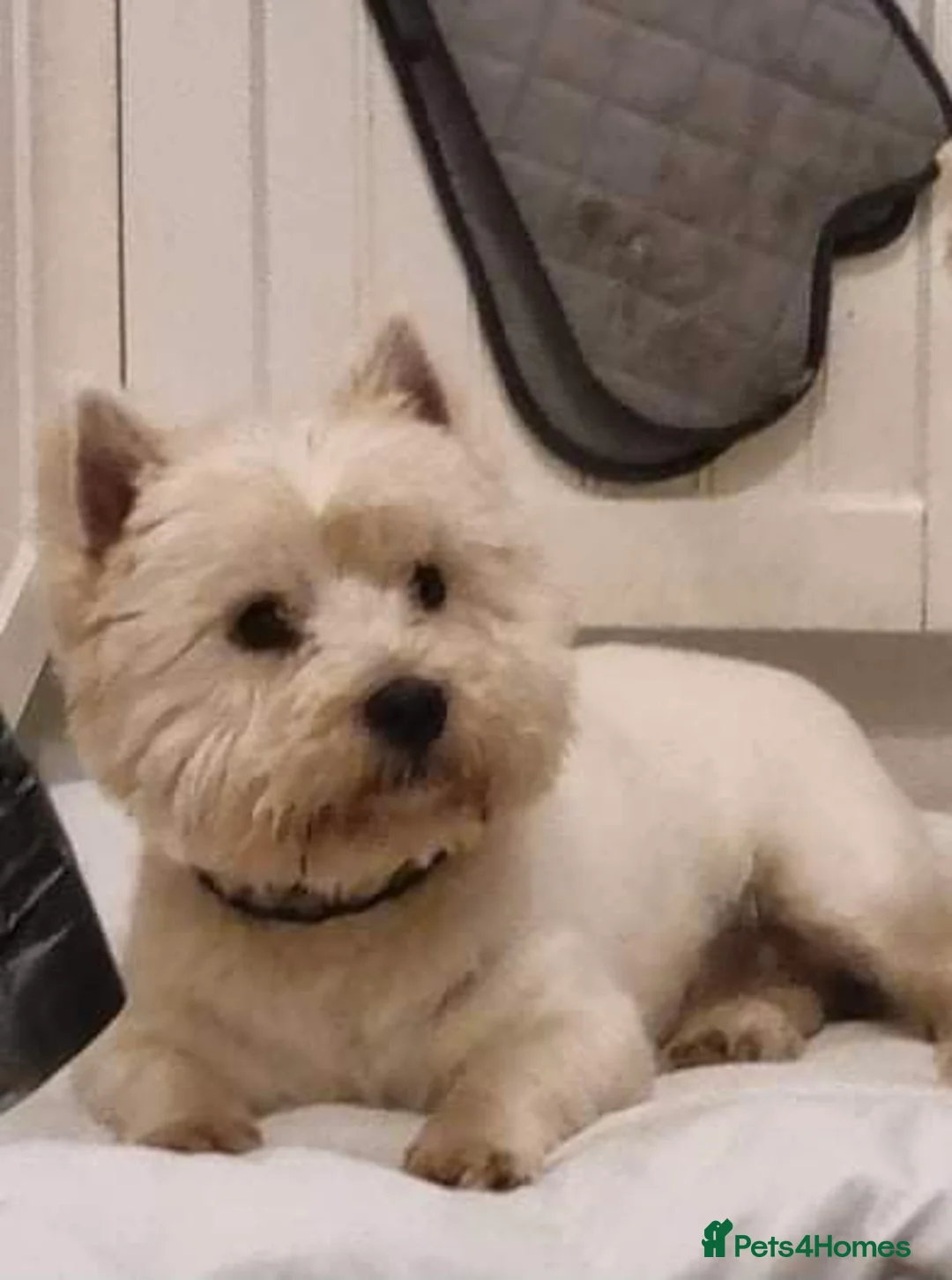 West Highland Terrier dogs for stud: Our 2 Kc reg boys west highland terrier for stud in Middlesbrough - Advert 1