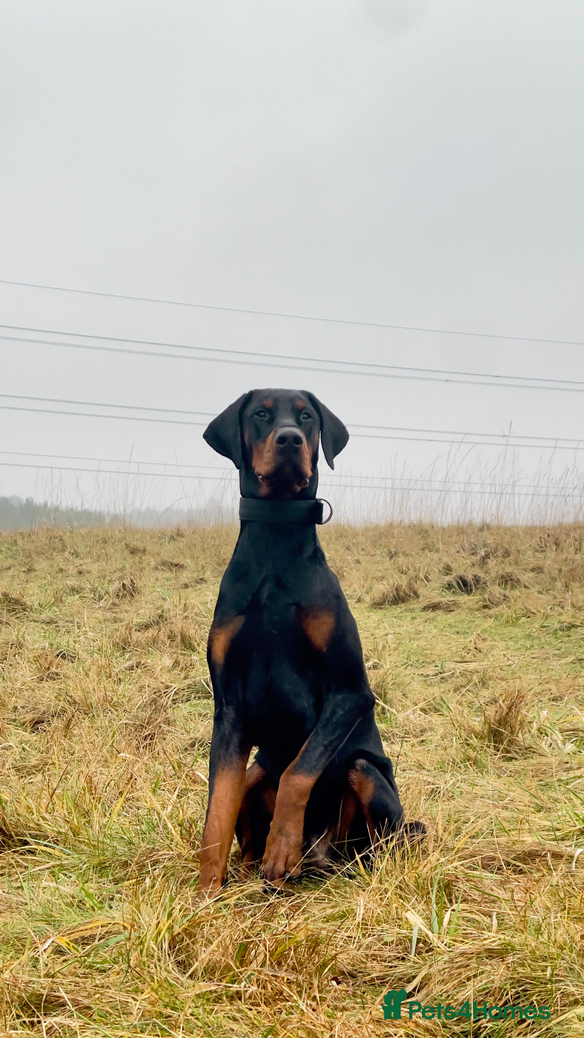Dobermann dogs 1 year old Purebred Doberman - Male - Advert 2