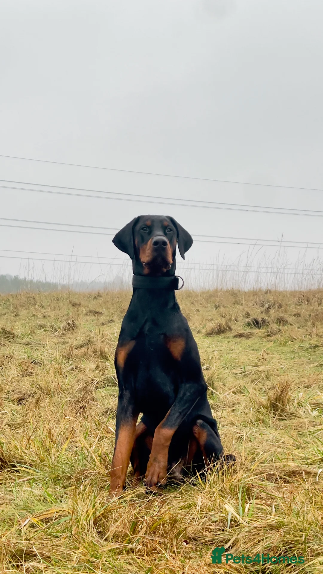 Dobermann dogs for sale: 1 year old Purebred Doberman - Male - Advert 1